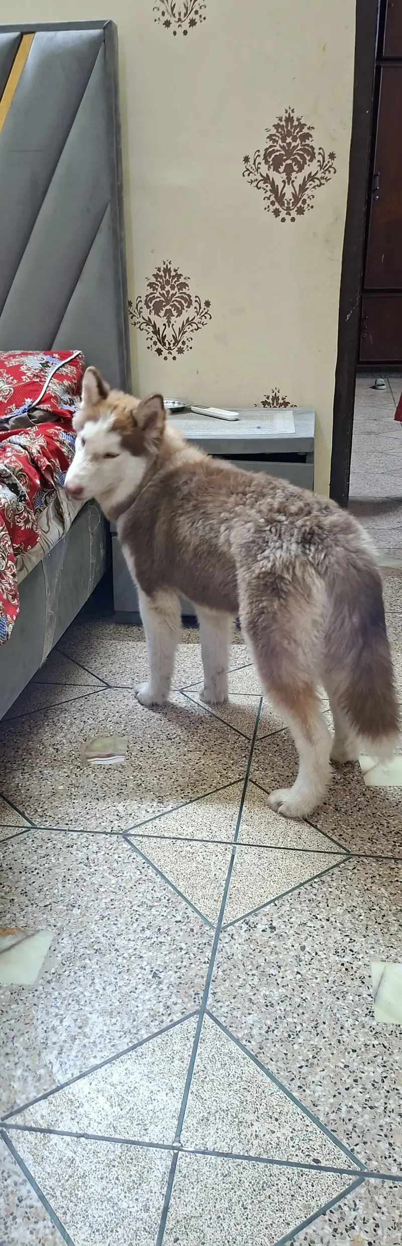 husky for sale 7 months ka ha serious log contact kry — photo 2