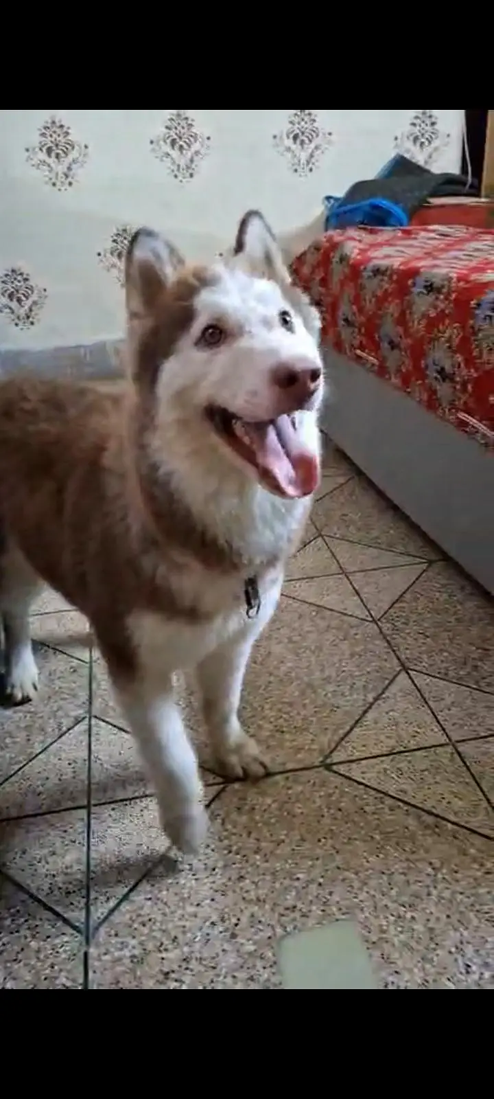 husky for sale 7 months ka ha serious log contact kry — photo 3