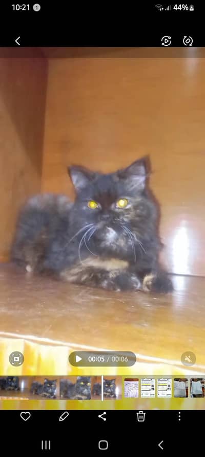 urgent sale kitten number 03207209320 Whattsapp ha