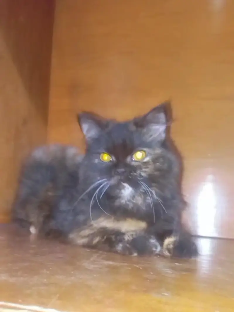 urgent sale kitten number 03207209320 Whattsapp ha — photo 2