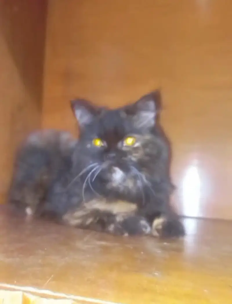 urgent sale kitten number 03207209320 Whattsapp ha — photo 3