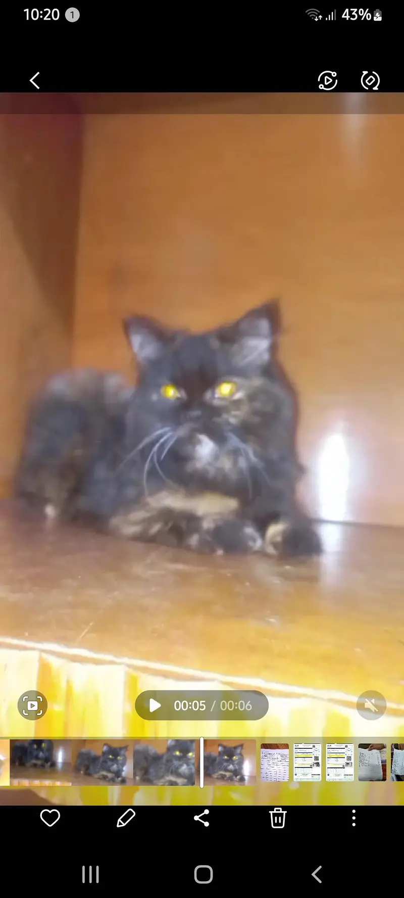 urgent sale kitten number 03207209320 Whattsapp ha — photo 4