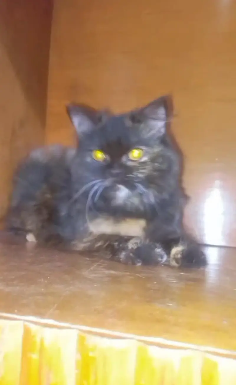 urgent sale kitten number 03207209320 Whattsapp ha — photo 5