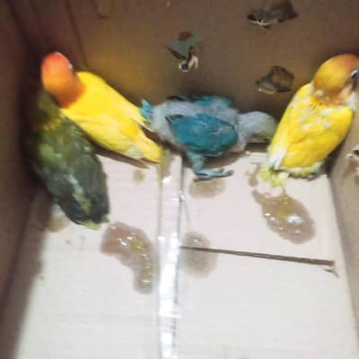 Love birds chick for hand tame