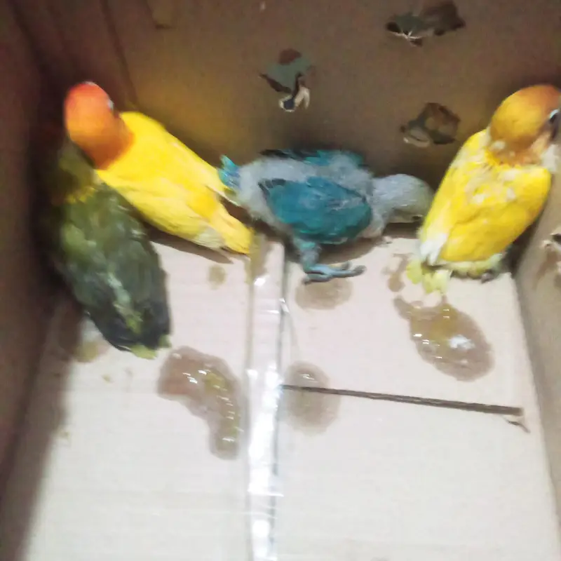 Love birds chick for hand tame
