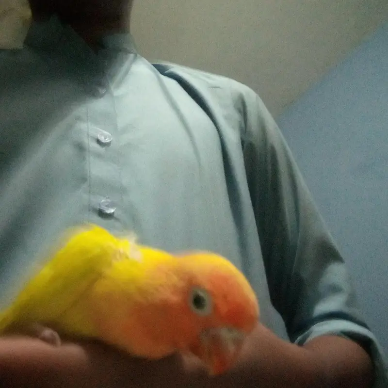 Love birds chick for hand tame — photo 2