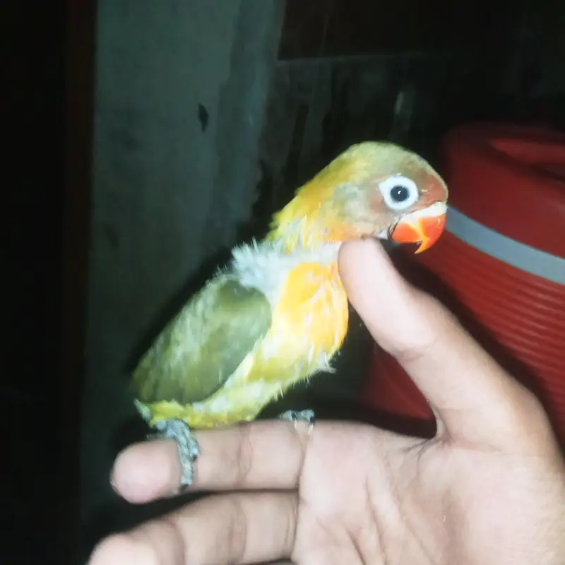 Love birds chick for hand tame — photo 3