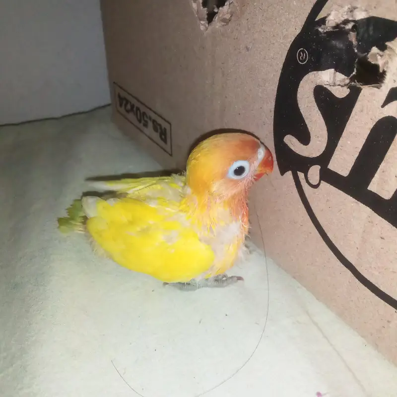 Love birds chick for hand tame — photo 4