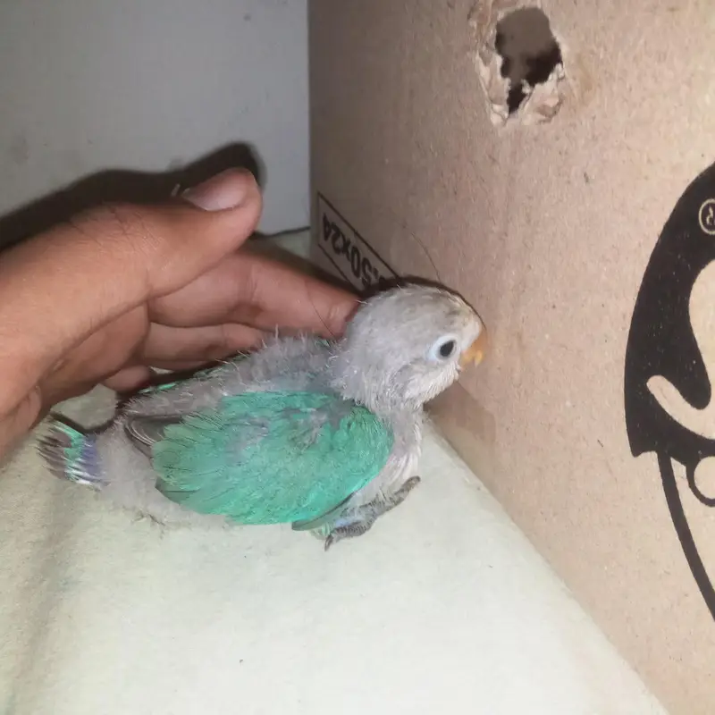 Love birds chick for hand tame — photo 5