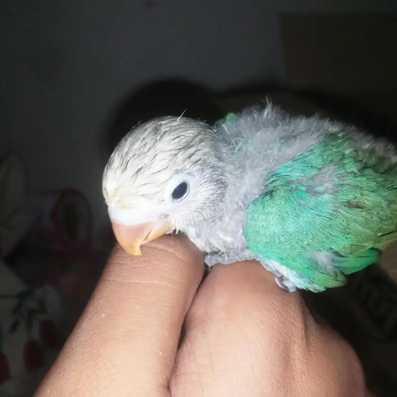 Love birds chick for hand tame — photo 6