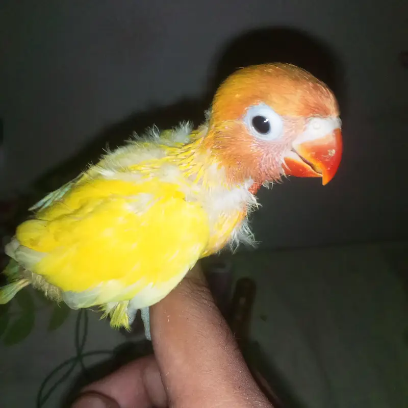 Love birds chick for hand tame — photo 7