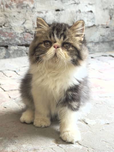 CFA Bloodline Peke Male Kitten