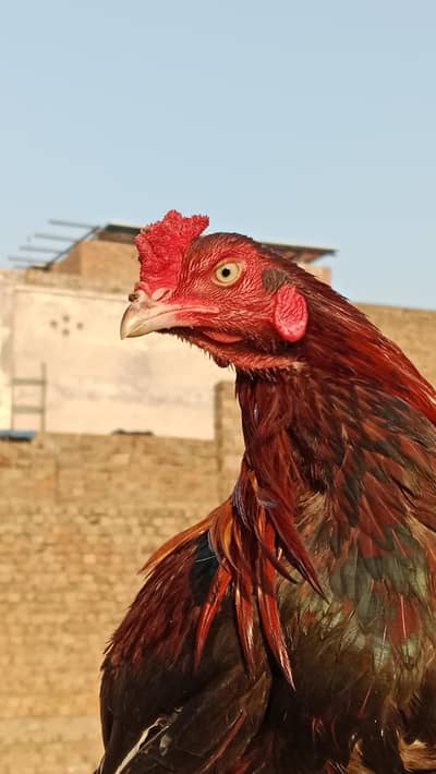 aseel murga aur Murgiya for sale jisna Lana hy wohi rabta Kara plz