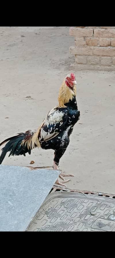 aseel murga aur Murgiya for sale jisna Lana hy wohi rabta Kara plz