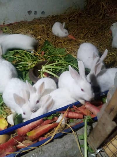 red eyes rabbit  age 4 mont or 3 mont total 20 piece hai