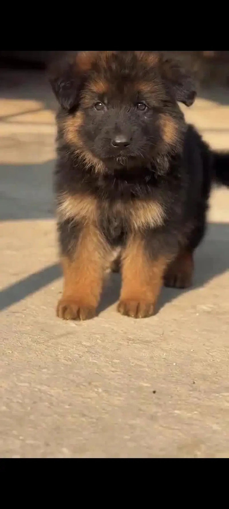 German Shepherd my WhatsApp 317=14=11=573 male or female — photo 2