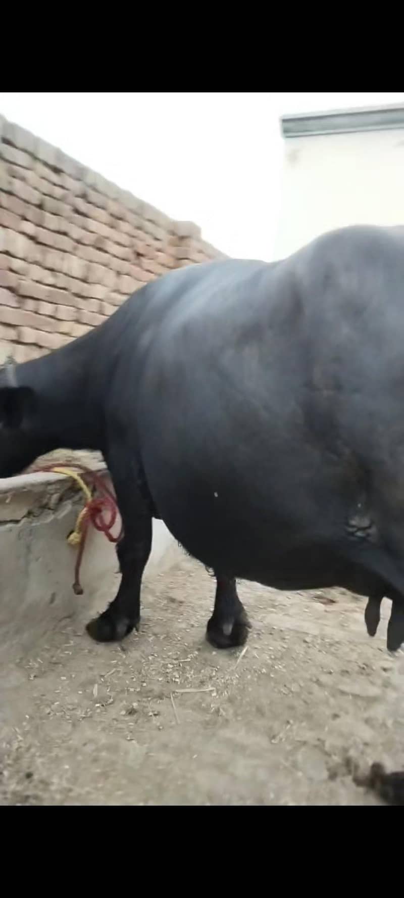 Bhains 0