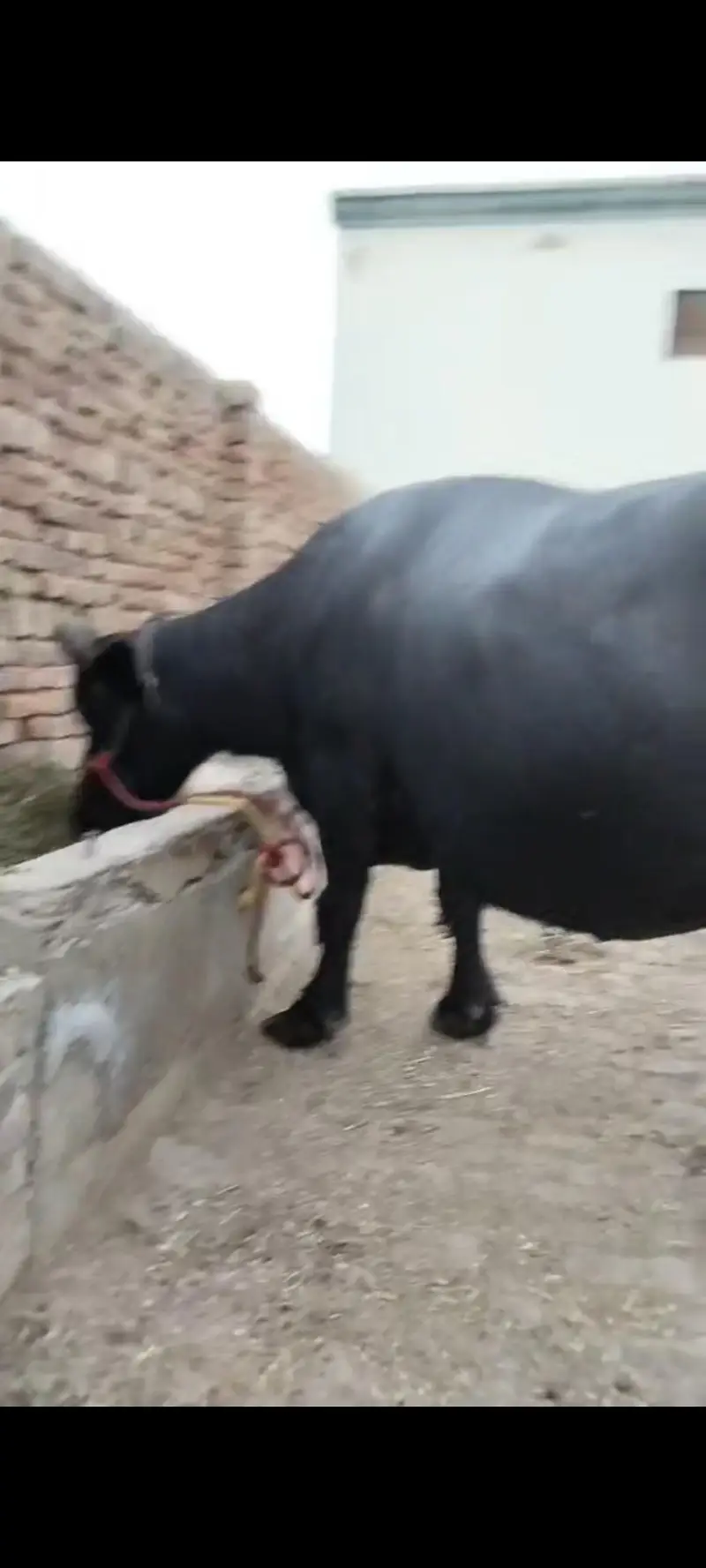Bhains — photo 2