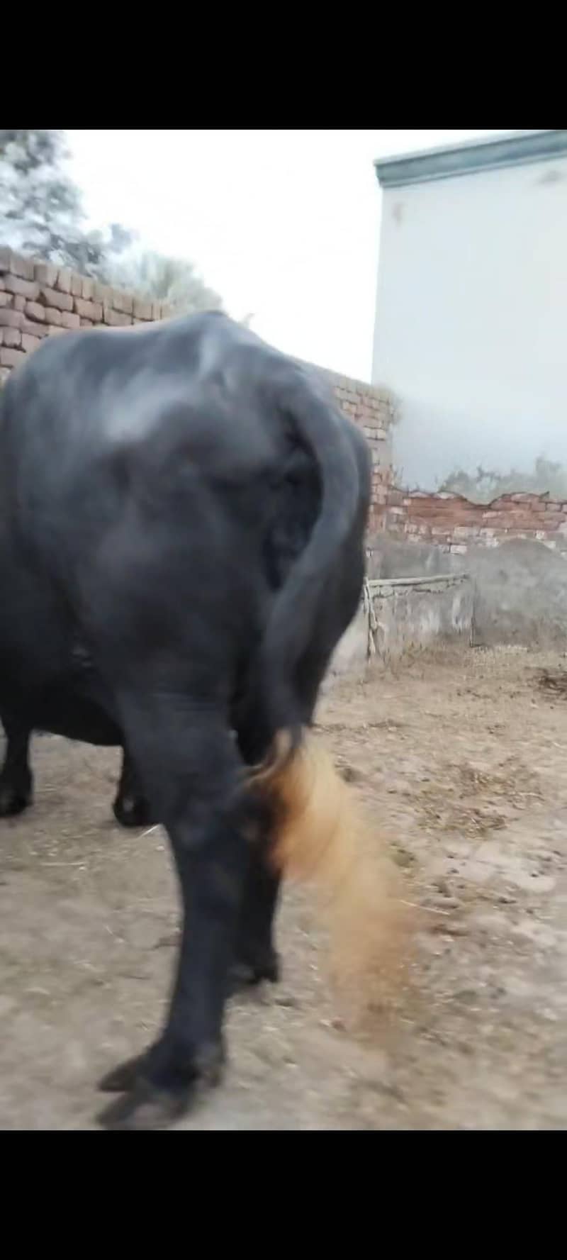Bhains 2
