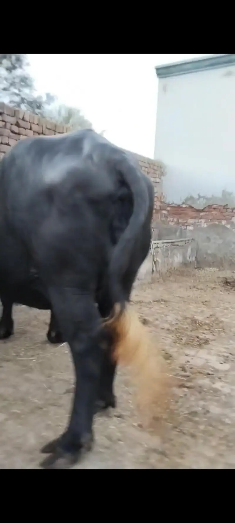 Bhains — photo 3