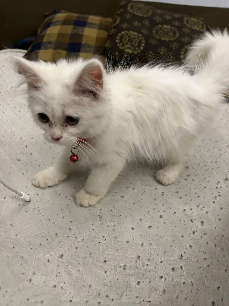 Persian cat for sale