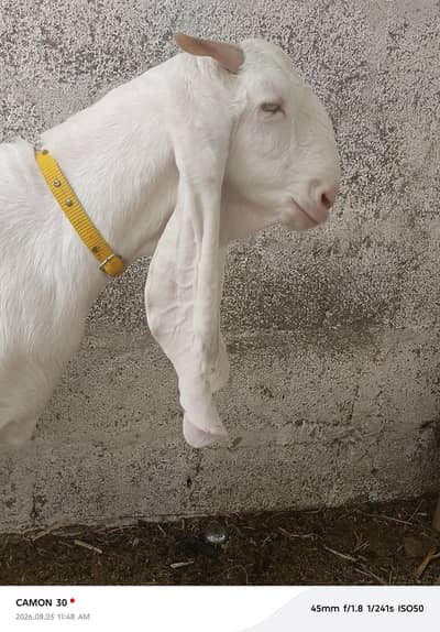 Gulabi Bakri pure