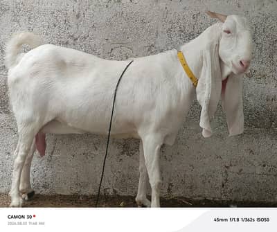 Gulabi Bakri pure