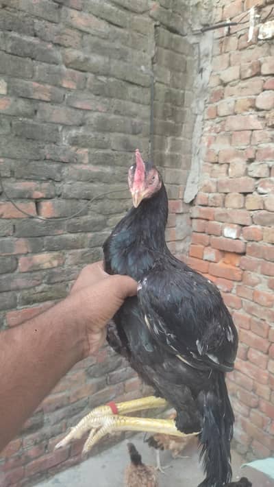 aseel bengum patha . aseel shamo and lakha cross patha fore sale