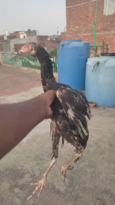 aseel shamo and lakha cross patha fore sale