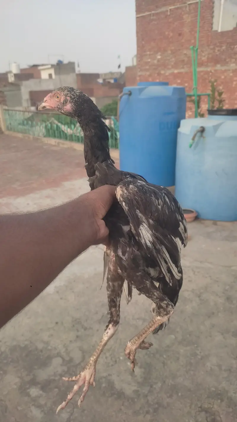 aseel bengum patha . aseel shamo and lakha cross patha fore sale — photo 2