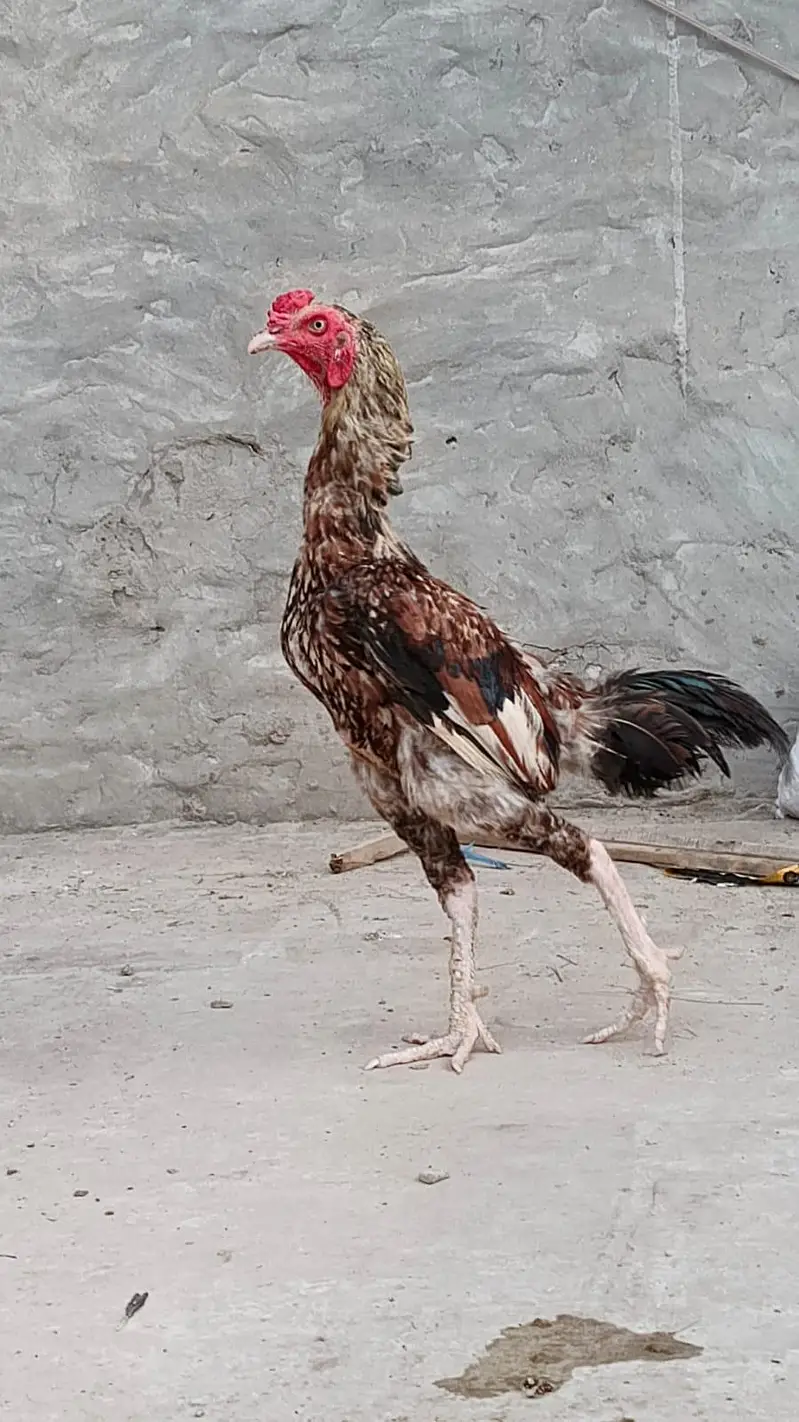 2 java Aseel Male 1 aseel female — photo 3
