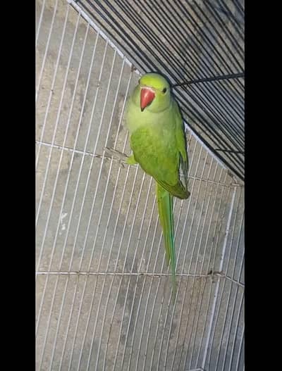 Green ringneck female