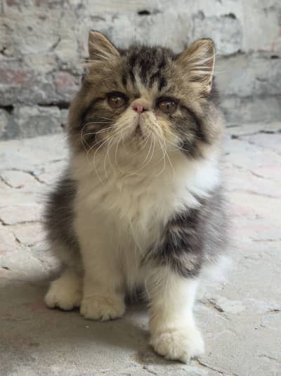 CFA Bloodline Peke Male Kitten