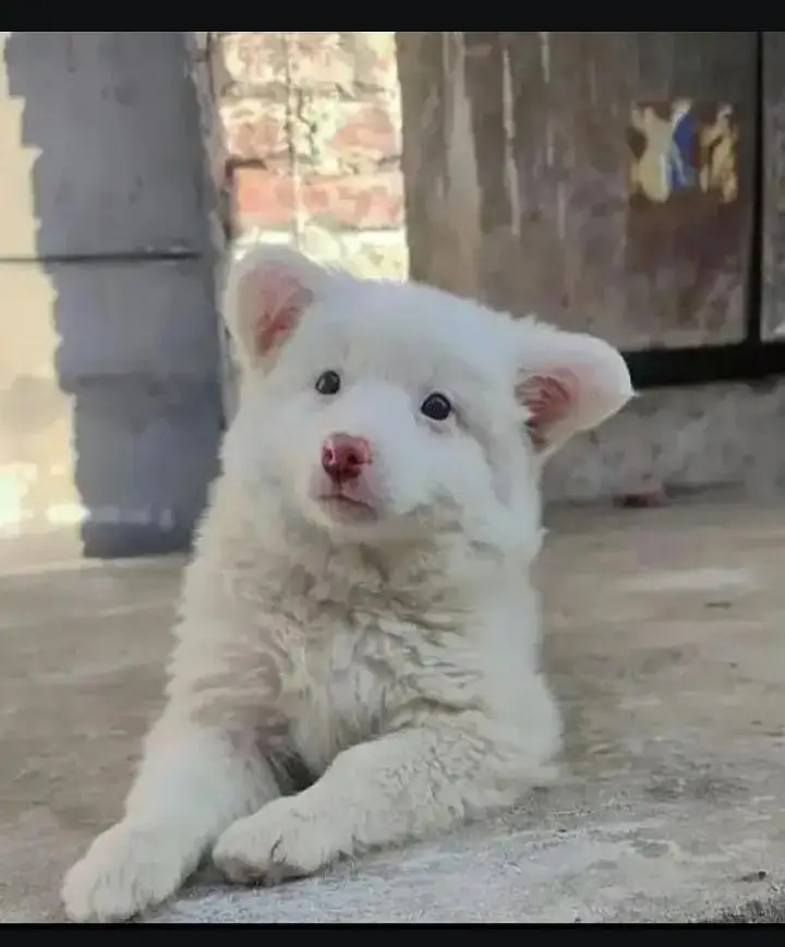 Russian puppy dog for sale
