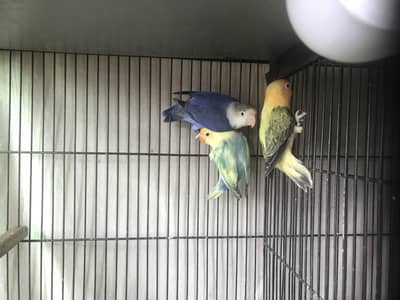 Love Birds