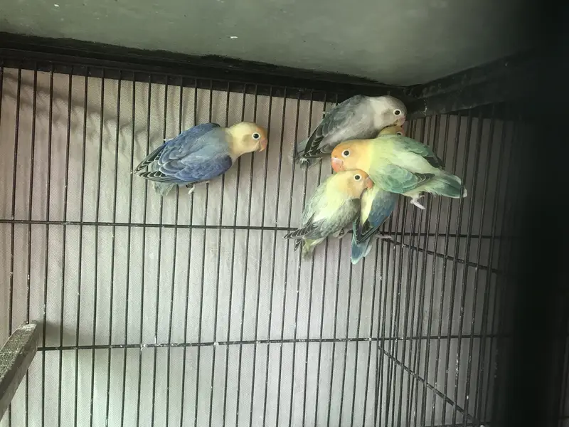 Love Birds — photo 2