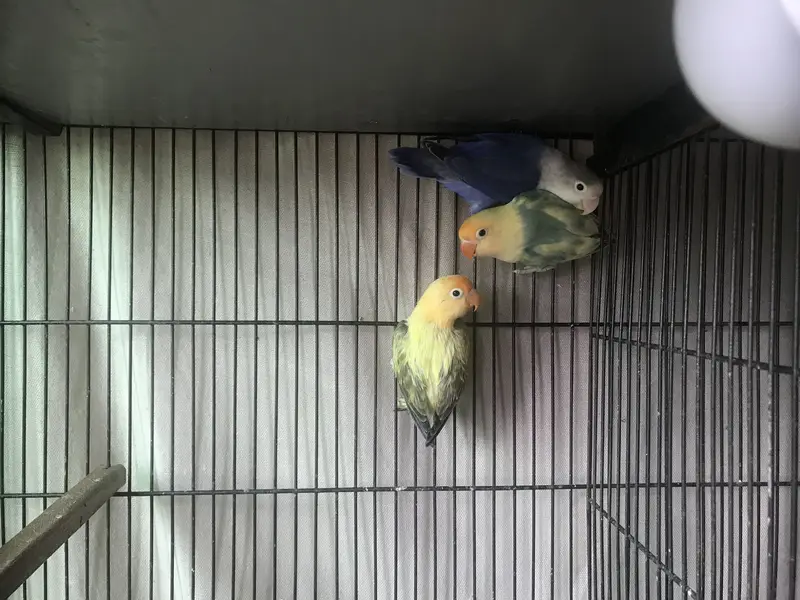 Love Birds — photo 3