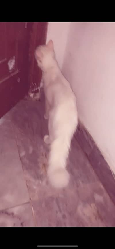 Persian cat