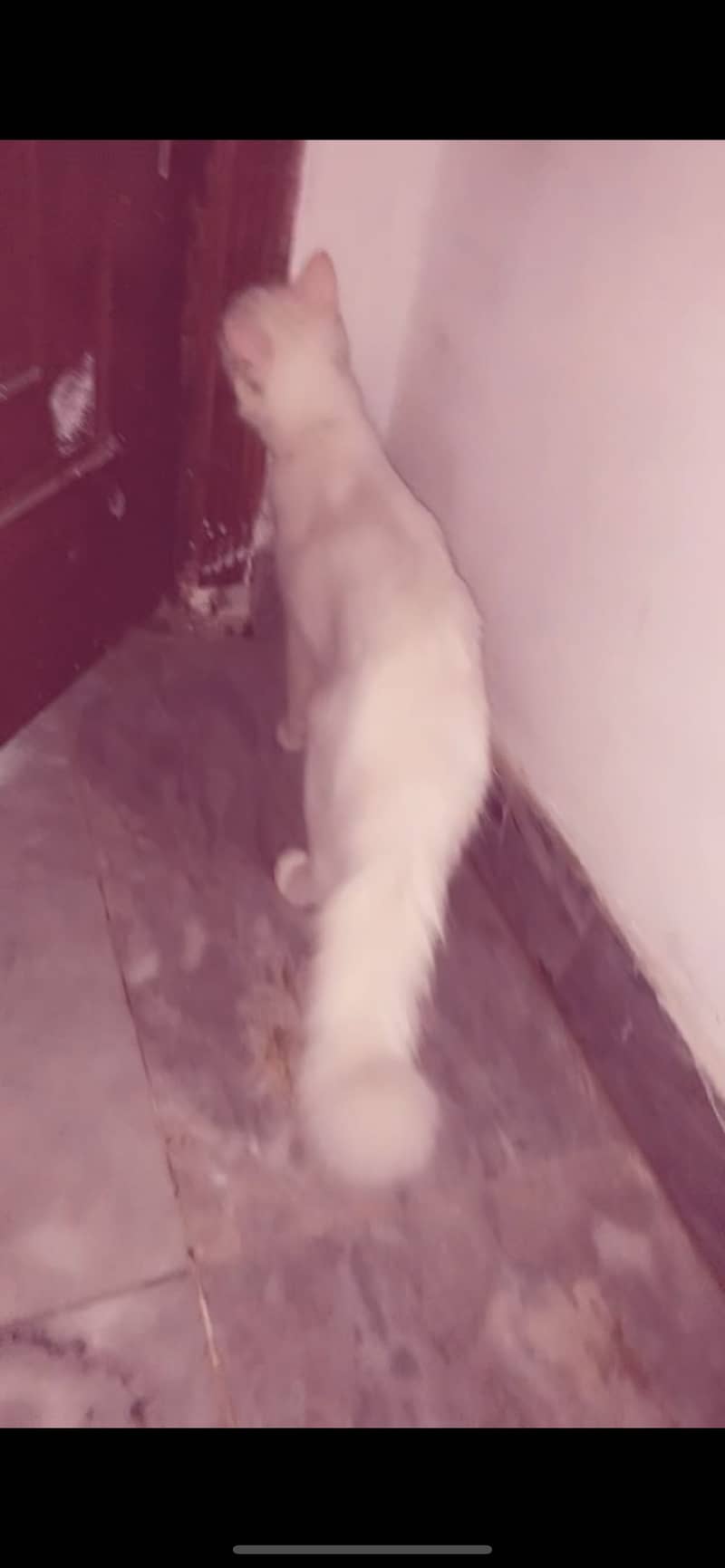 Persian cat 0
