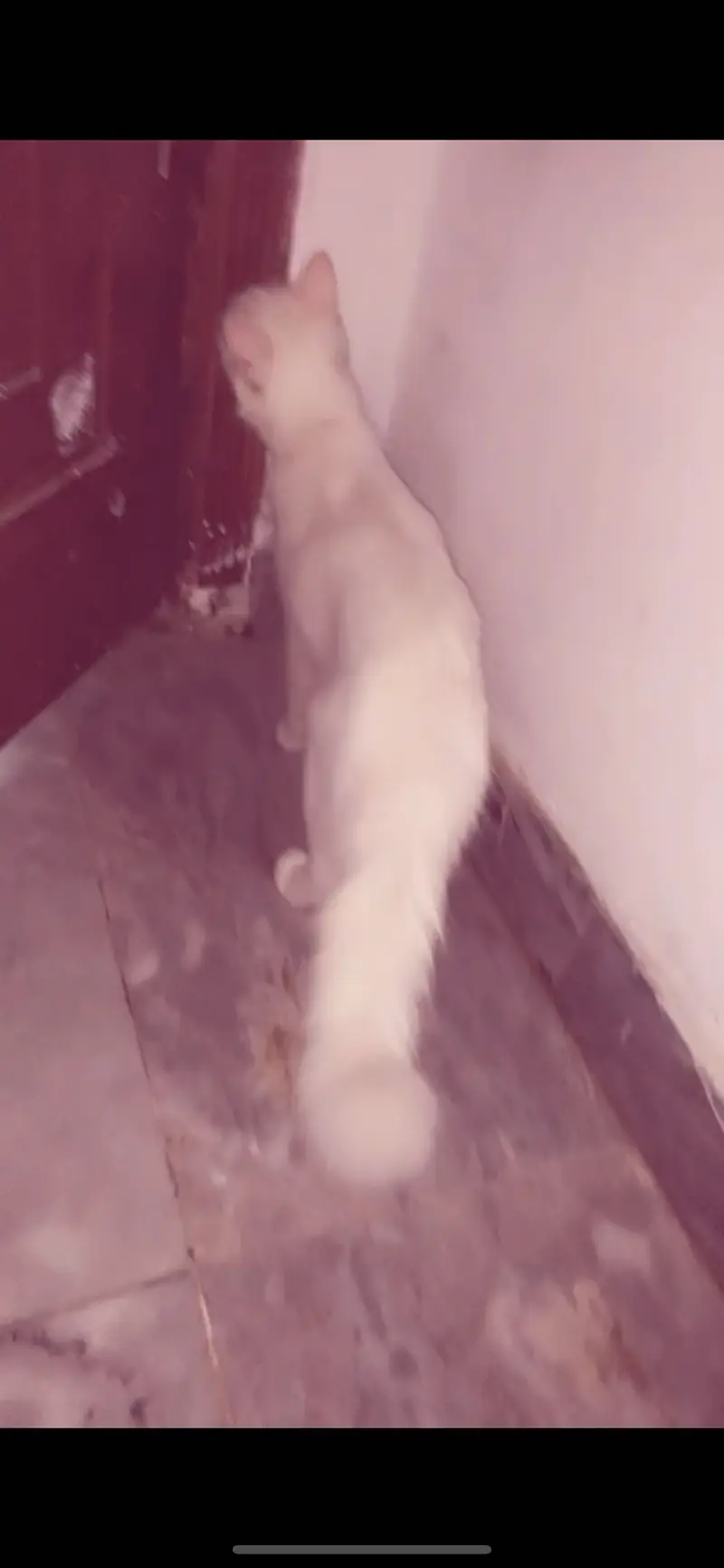 Persian cat