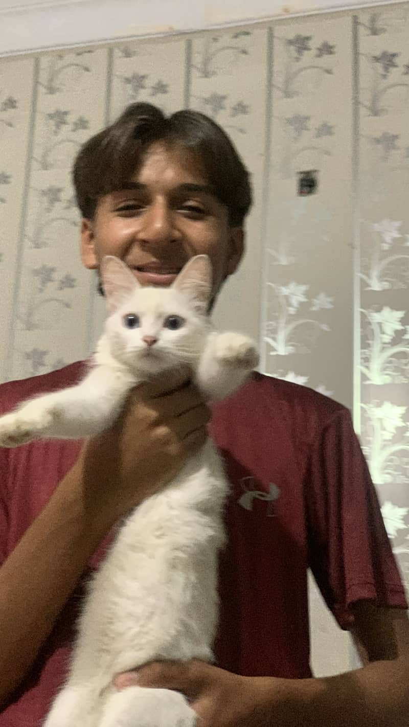Persian cat 1