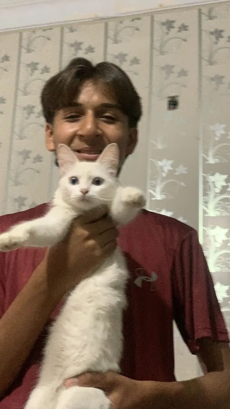 Persian cat — photo 2
