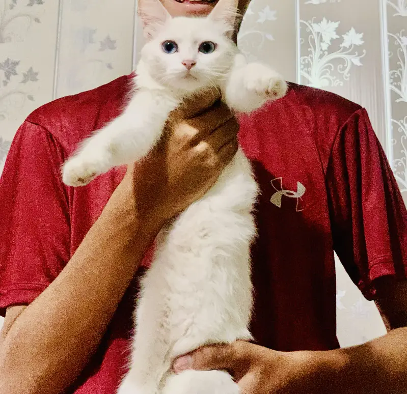 Persian cat — photo 3