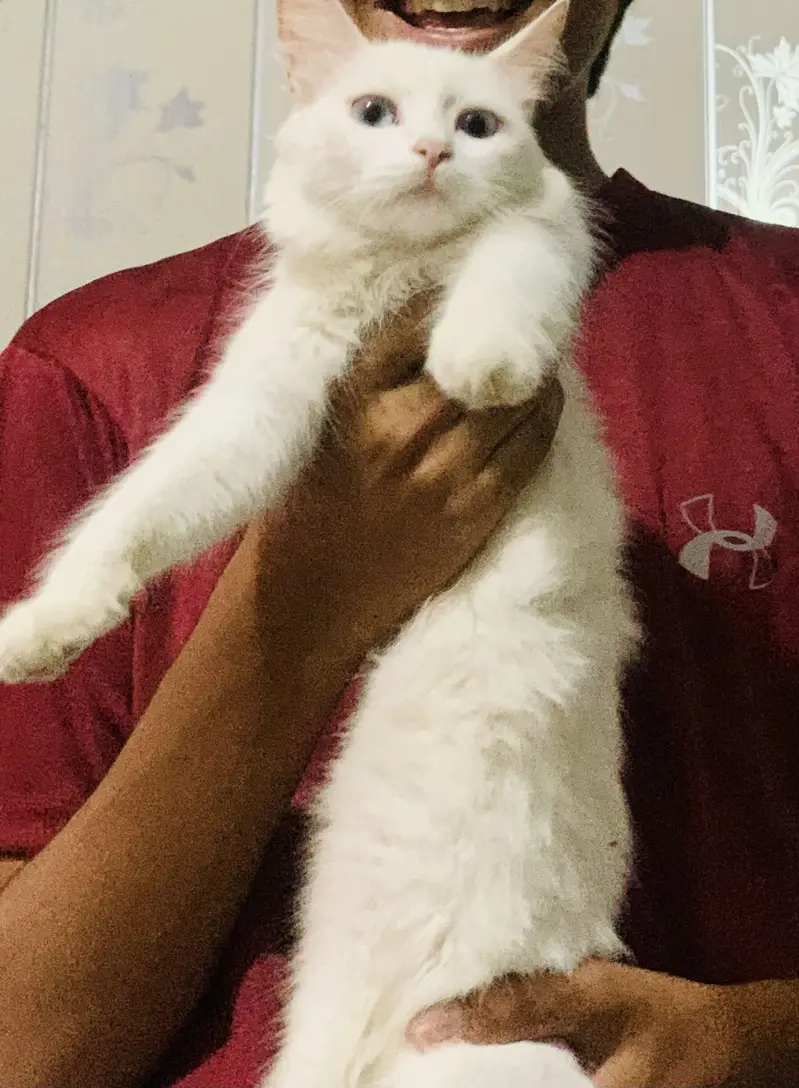Persian cat — photo 4
