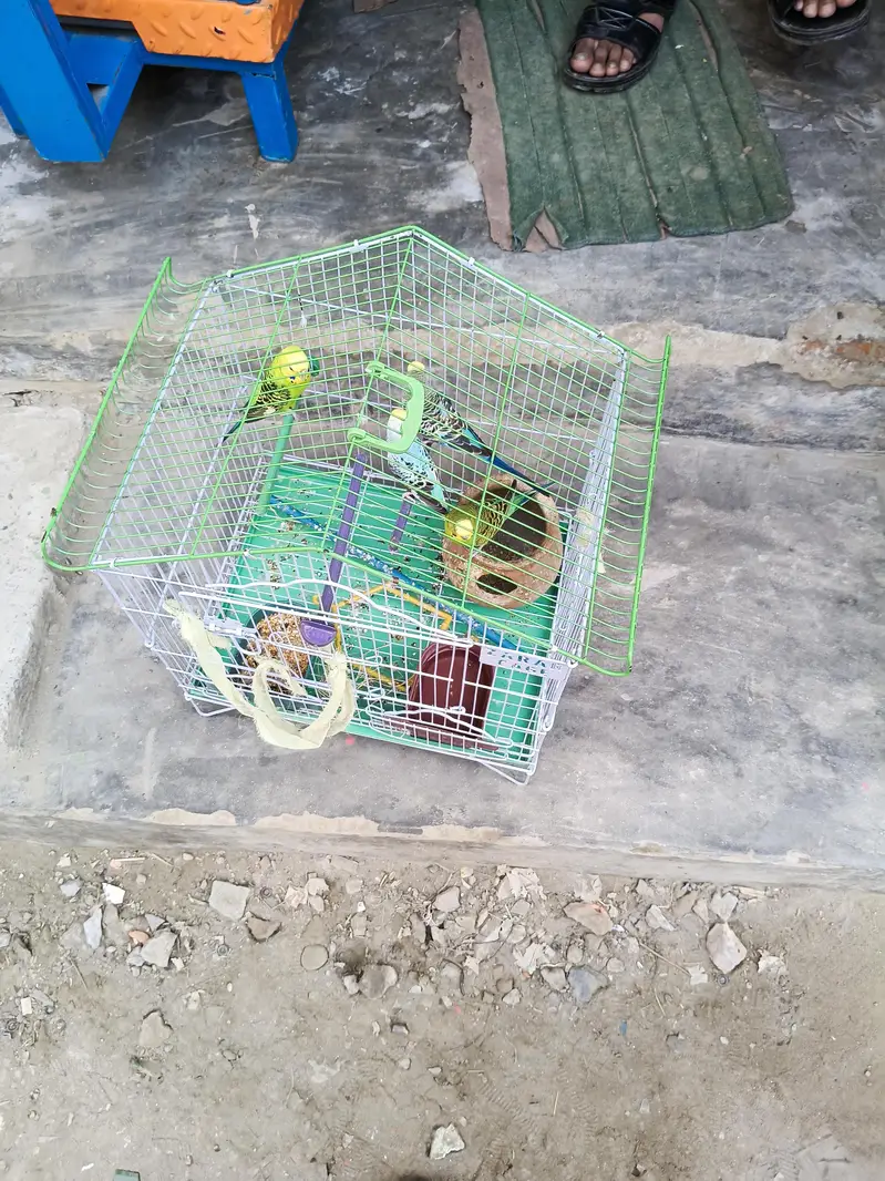 Australian pair with Cage
