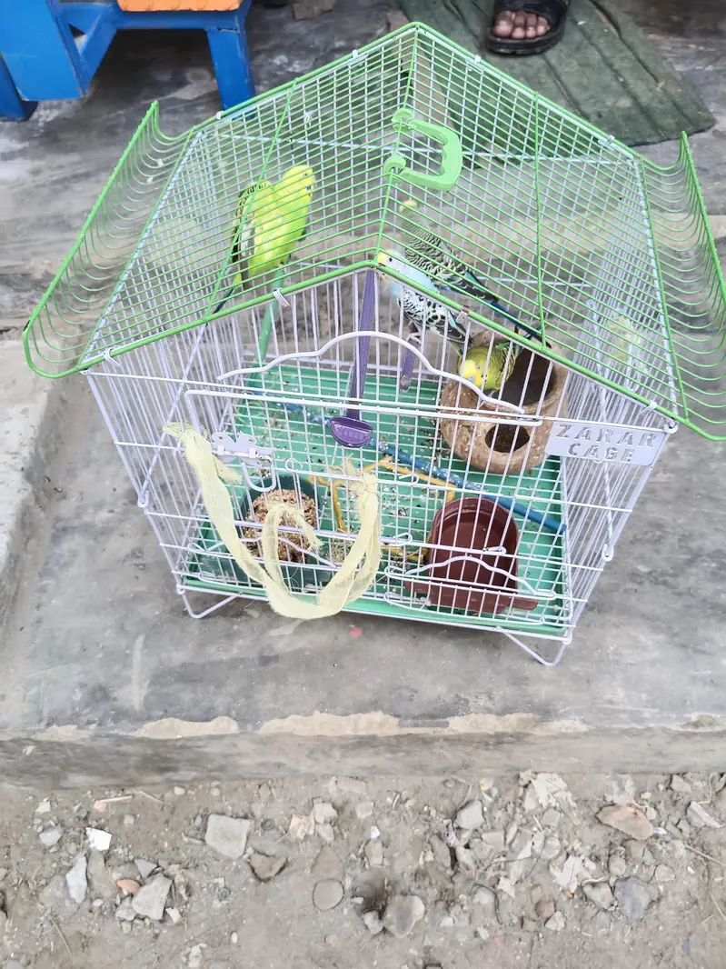 Australian pair with Cage — photo 2