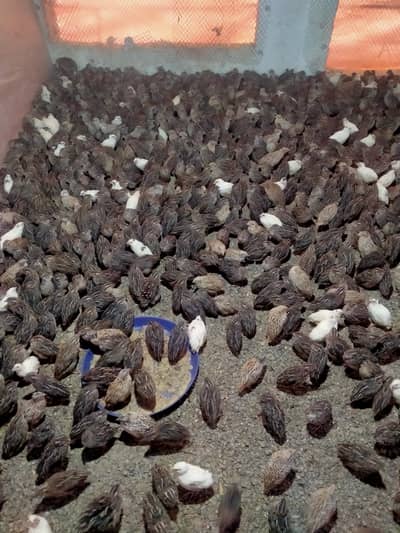 Quails (Btaira)