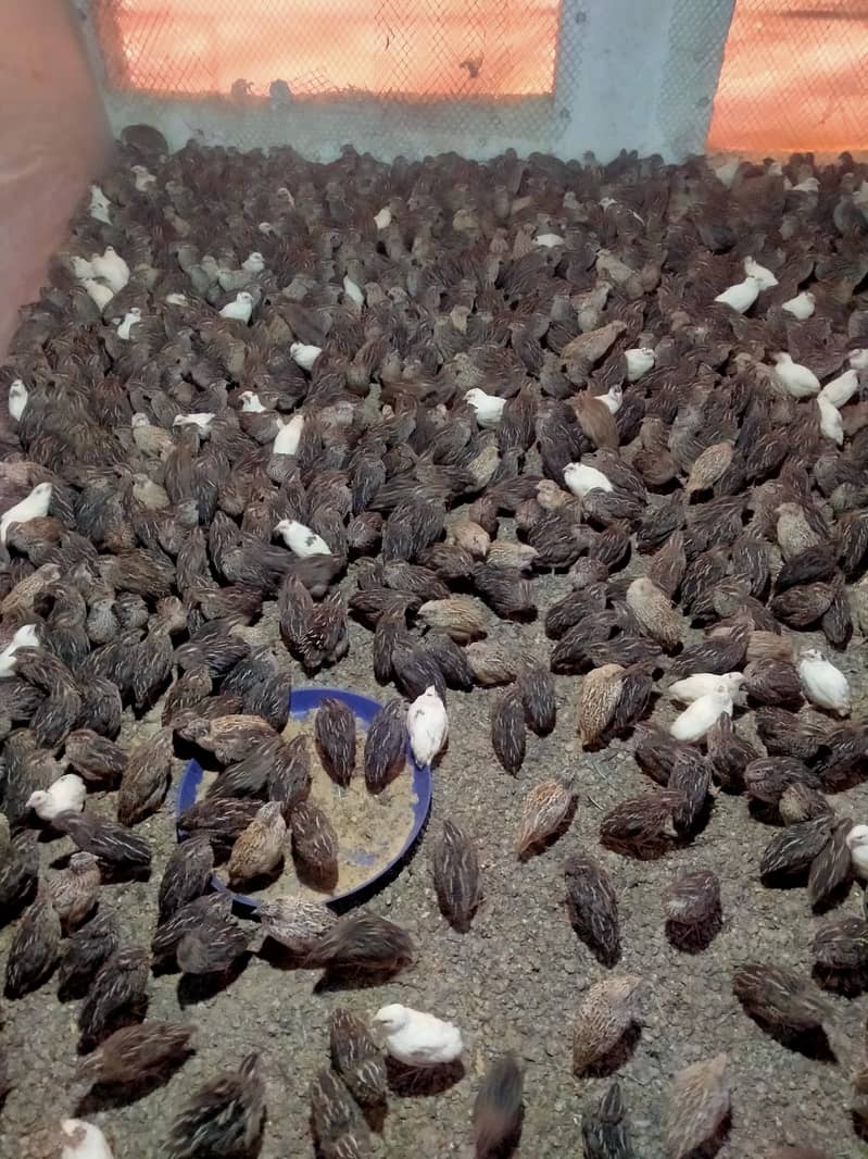 Quails (Btaira) 0