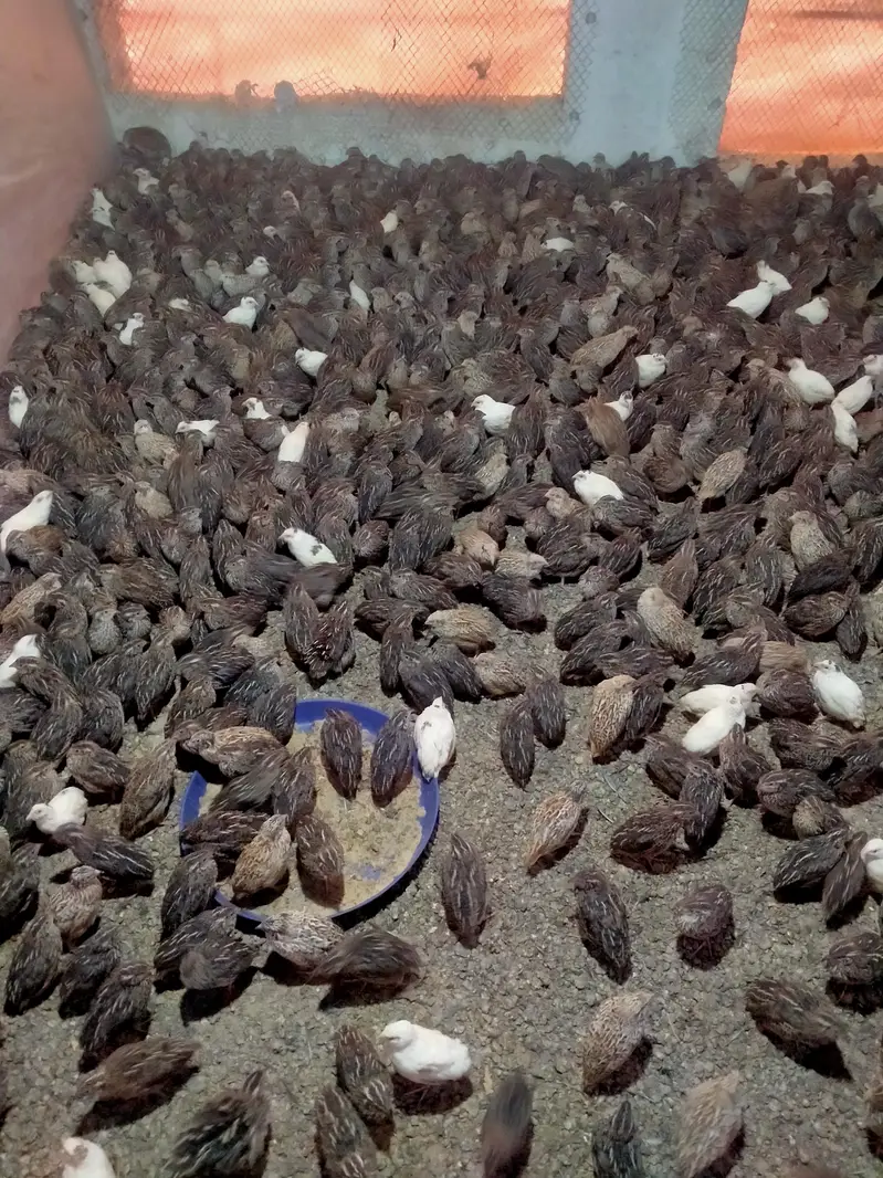 Quails (Btaira)