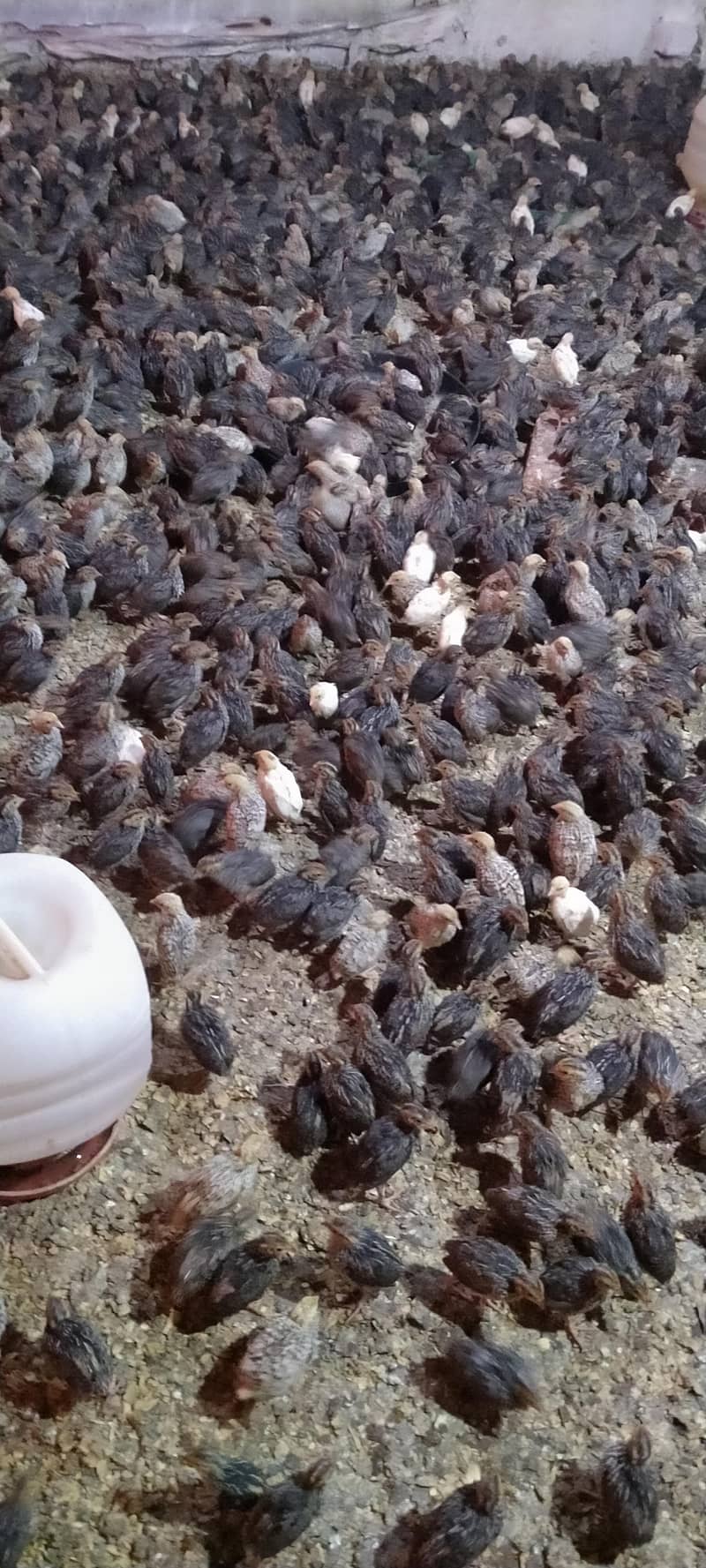 Quails (Btaira) 1